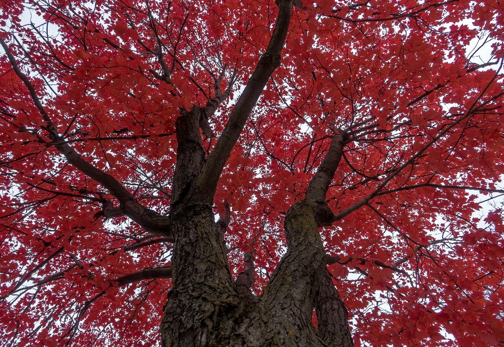 The Red Maple Tree - 33 x 48 - 2021
